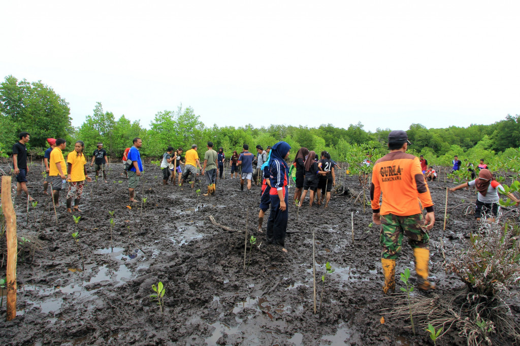 Serunya Tanam Mangrove di Hutang Lindung Karimunjawa