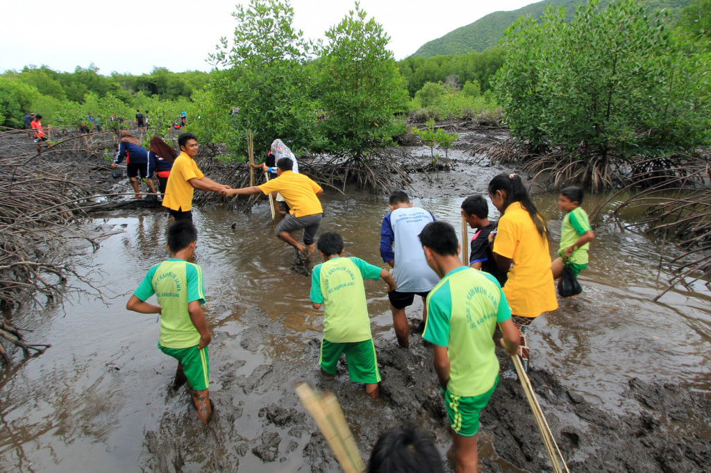 Serunya Tanam Mangrove di Hutang Lindung Karimunjawa