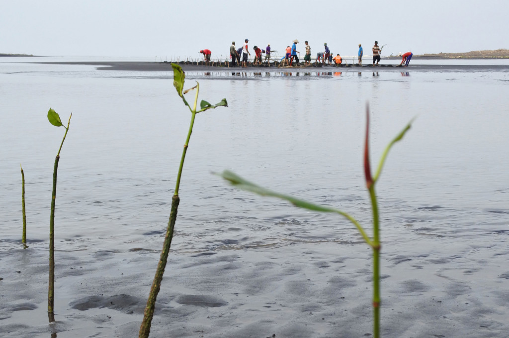 Warga menanam mangrove di pesisir Pantai Desa Paseban, Kencong, Jember, Jawa Timur, Rabu (26/10/2016)