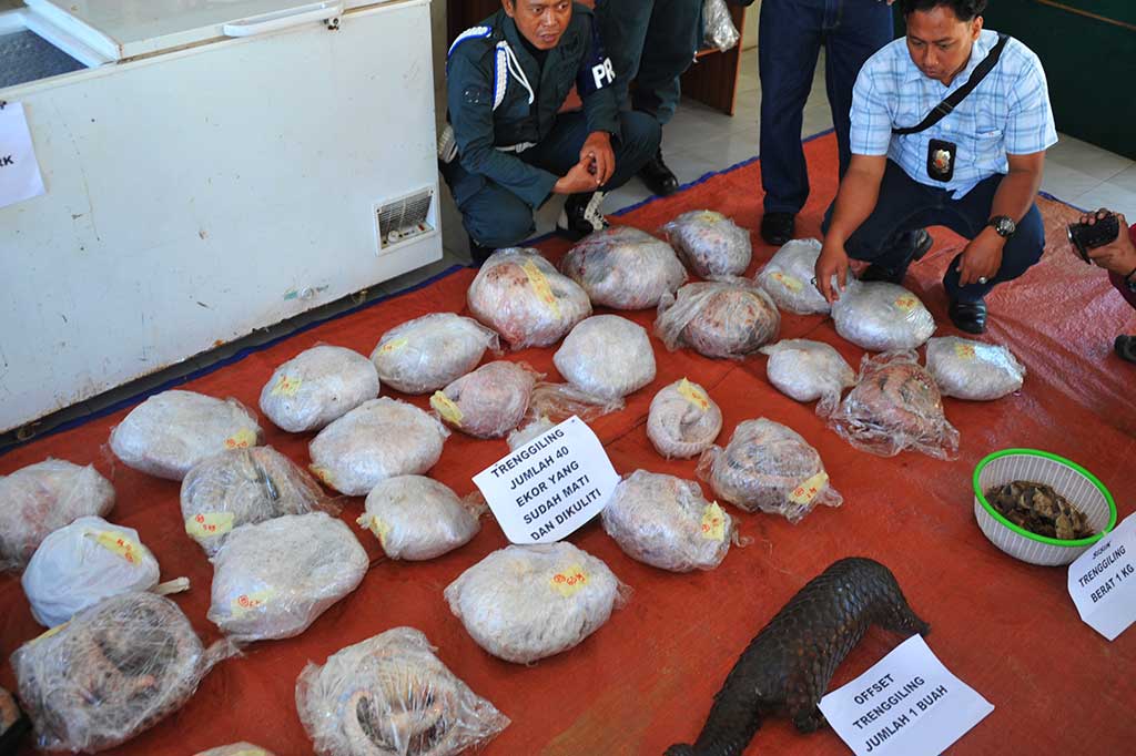 SPORC Brigade Bekantan dan Dit Reskrimsus Polda Kalbar berhasil menyita 40 ekor trenggiling (Manis javanica) beku, seekor trenggiling hidup, satu buah offset trenggiling, satu kilogram sisik trenggiling, satu ekor kancil yang sudah dikuliti, empat ekor bajing tanah yang sudah dipanggang dan satu mesin pembeku (freezer) dari tersangka LN di kediamannya di Jalan Martapura II Pontianak, Rabu (26/10/2016).