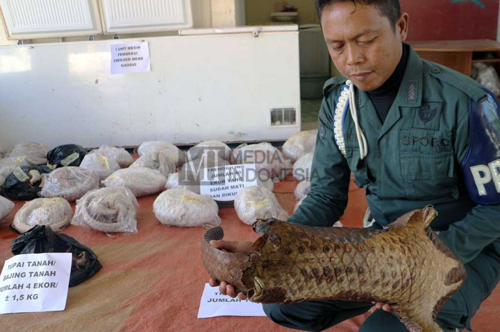 Puluhan ekor trenggiling beku tersebut rencananya akan diselundupkan ke Tiongkok.