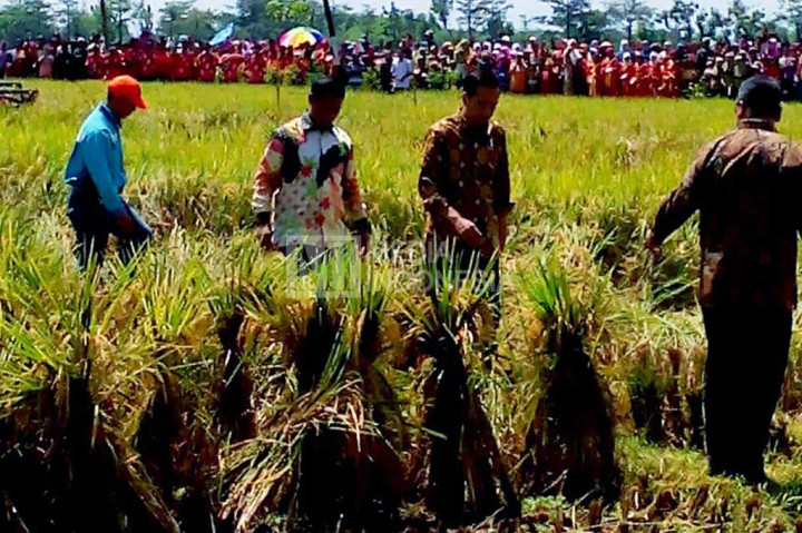 Presiden Jokowi didampingi Menteri Pertanian Amran Sulaiman dan Menteri Desa Pembangunan Daerah Tertinggal dan Transmigrasi Eko Putro Sandjojo terjun langsung ke area panen padi Jajar Legowo (Jarwo) Super di Desa Trayu, Banyudono, Kabupaten Boyolali, Jawa Tengah, Sabtu.