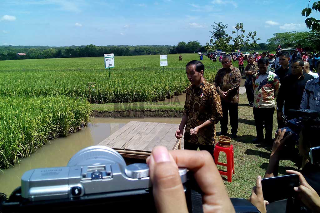 Presiden Jokowi menunjukkan rasa optimismenya bahwa produksi padi nasional akan terus meningkat, jika melihat hasil uji coba panen jarwo super di areal 100 hektar yang ada di Desa Trayu dan Tanjungsari tersebut. 