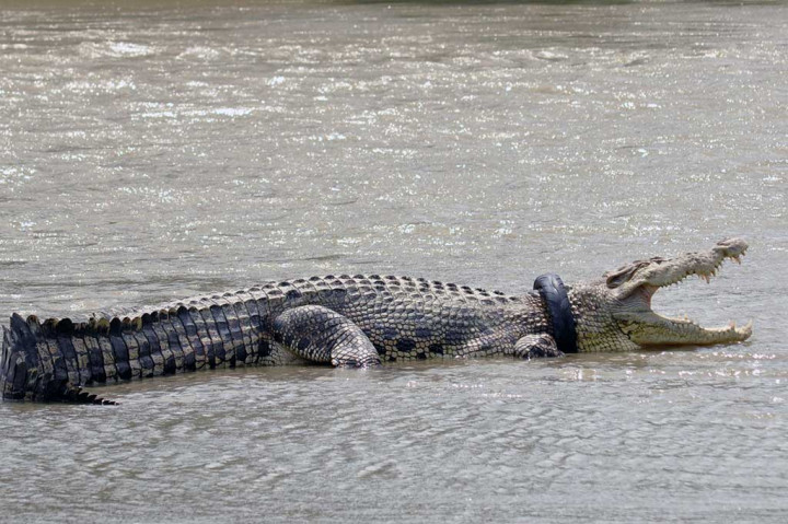 Duh, Buaya Ini Belum Lepas dari Jeratan Ban Motor
