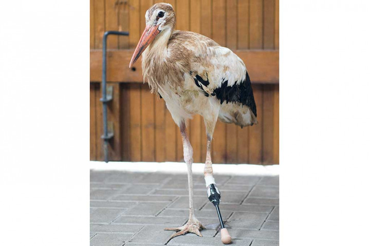 Dapatkan Kaki Palsu, Bangau Ini Kembali Bisa Berjalan
