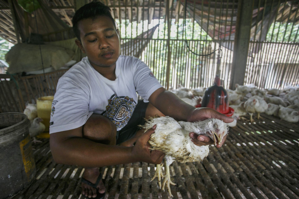 Peternak memeriksa ayam yang mati di peternakan ayam Pandak, Bantul, DI Yogyakarta, Senin (7/11/2016)