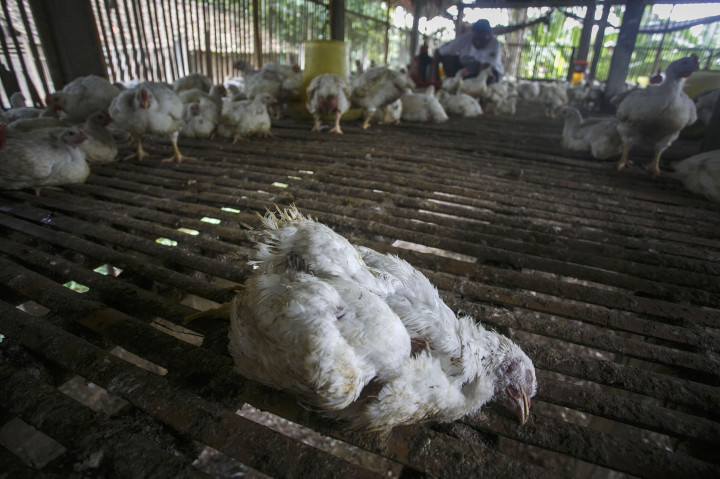 Anomali Cuaca, Waspadai Penyebaran Flu Burung