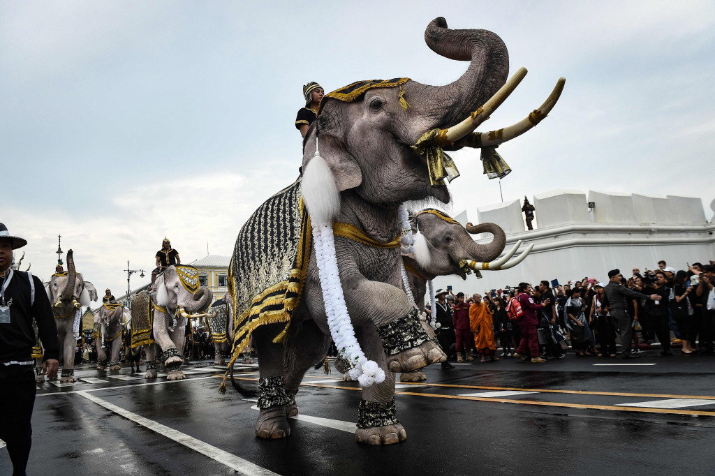Sejumlah gajah memberikan penghormatan terakhir untuk mendiang Raja Thailand Bhumibol Adulyadej di Bangkok, Thailand, Selasa (8/11/2016)