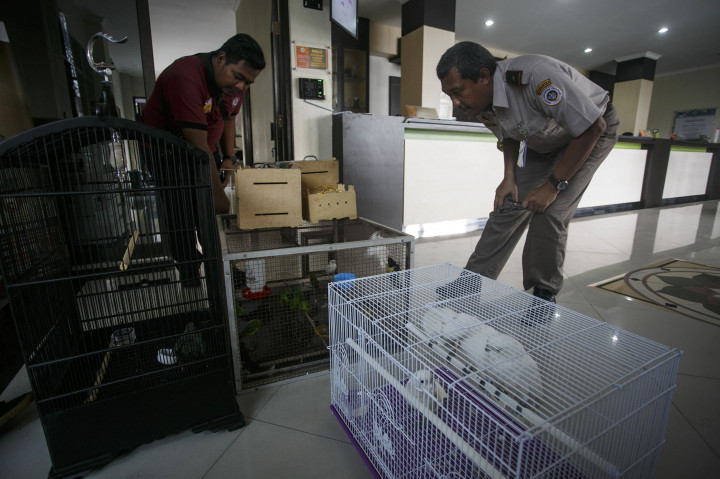 Petugas memeriksa burung sitaan yang akan diselundupkan ke Singapura, Selasa (8/11/2016)