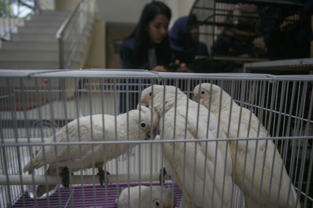 Petugas Bandara Adisutjipto Gagalkan Penyelundupan Satwa Langka