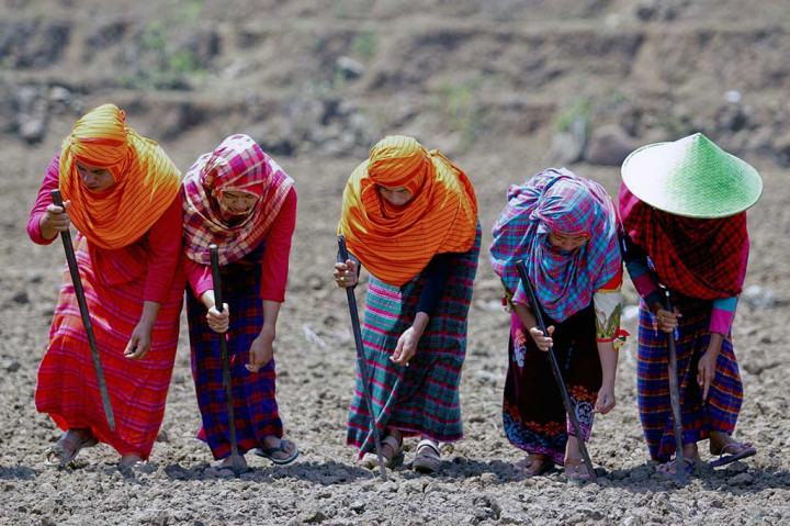 Sagele, Tradisi Unik Cocok Tanam Suku Bima