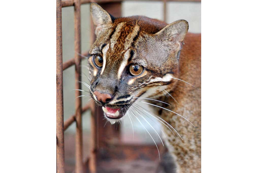 Seekor Kucing Emas Masuki Rumah Warga Padang