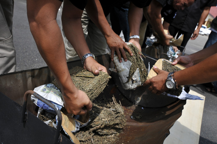 Anggota kepolisian menunjukkan barang bukti ganja kering sebelum dimusnahkan di Mapolda Jambi, Selasa (15/11/2016)