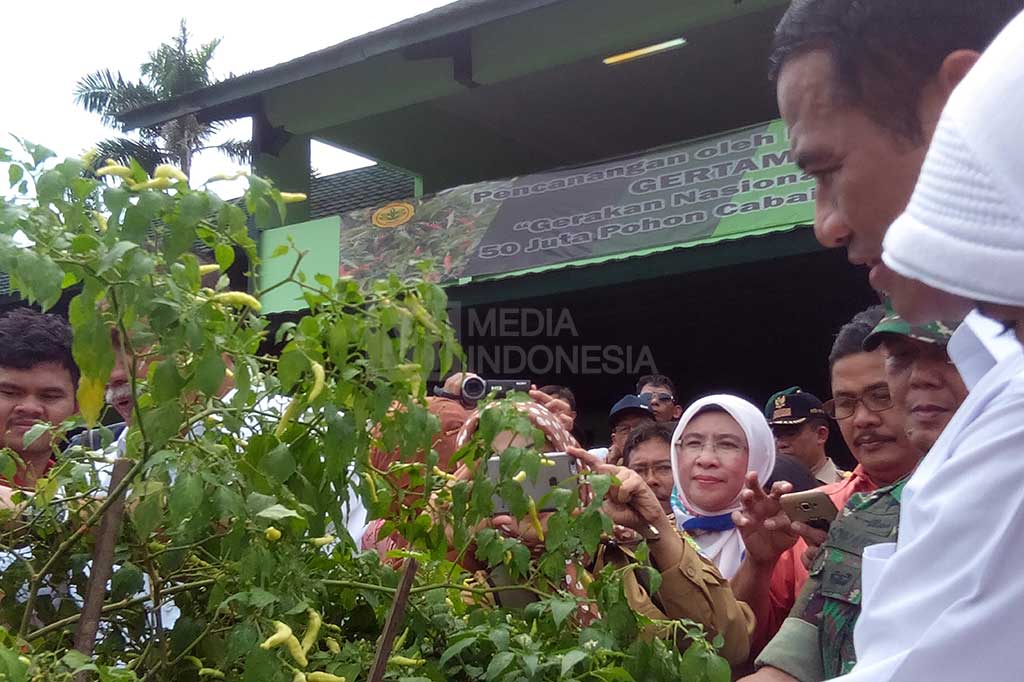 Gerakan Penanaman 50 Juta Pohon Cabai sebagai upaya pemerintah untuk menggalakkan masyarakat menanam cabai sehingga saat harga naik tidak perlu ada kekhawatiran.