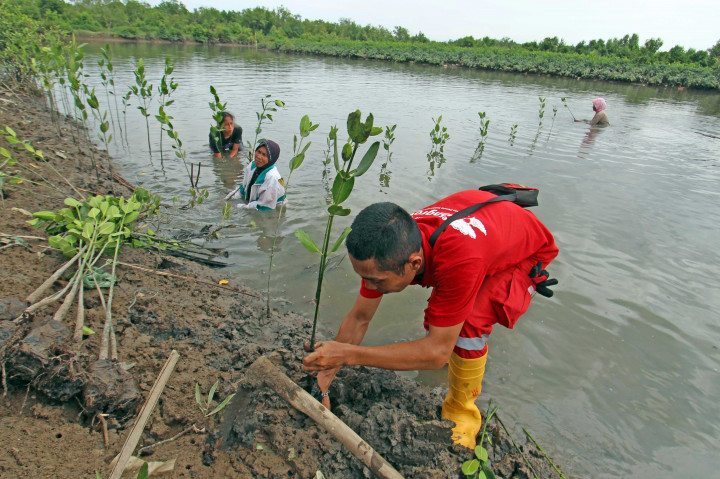 Petugas PT Pertamina bersama warga menanam bibit mangrove di kawasan Kampung Nelayan Indah Medan, Sumatera Utara, Selasa (22/11/2016)