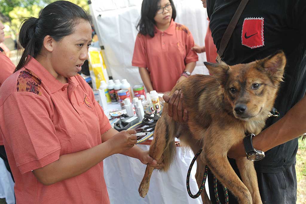 Petugas medis menyuntikkan obat penenang pada seekor anjing milik warga saat operasi pemandulan dalam program vaksinasi, kastrasi dan sterilisasi hewan penular rabies di Denpasar, Bali, Kamis (24/11/2016). 