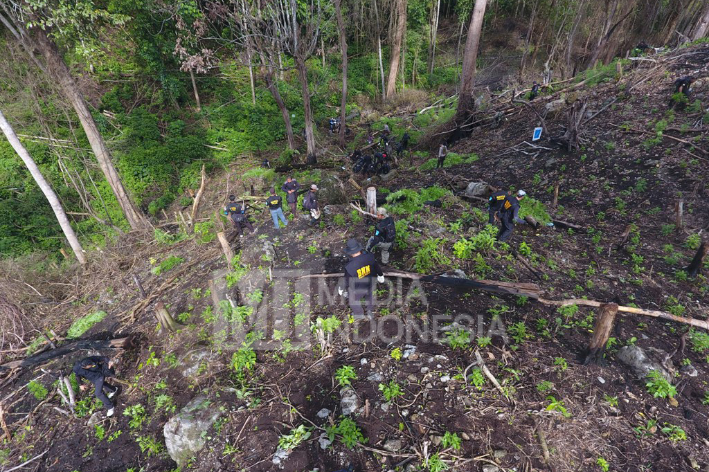 BNN menemukan ladang ganja di lahan seluas 1,2 hektare di wilayah perbukitan Desa Lamteuba, Kecamatan Seulimeum, Kabupaten Aceh Besar, Aceh.