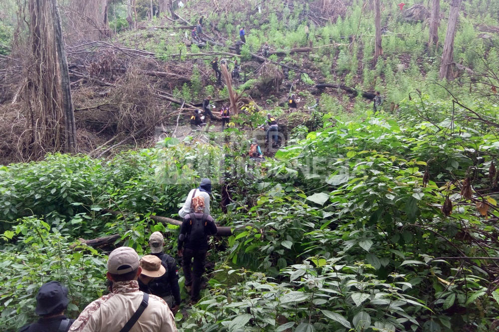 BNN menemukan ladang ganja di lahan seluas 1,2 hektare di wilayah perbukitan Desa Lamteuba, Kecamatan Seulimeum, Kabupaten Aceh Besar, Aceh.