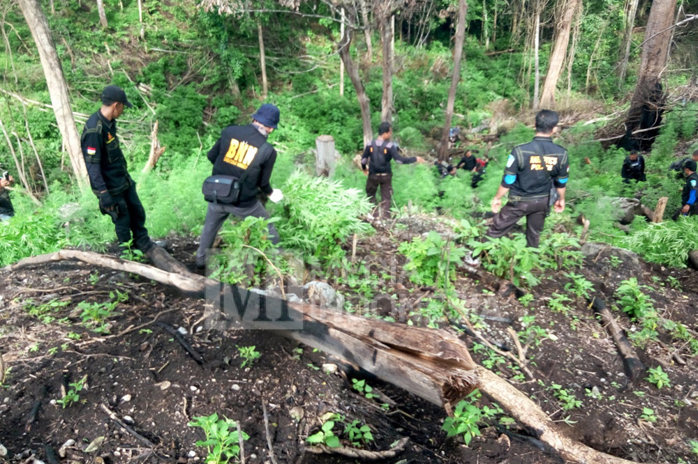 BNN menemukan ladang ganja di lahan seluas 1,2 hektare di wilayah perbukitan Desa Lamteuba, Kecamatan Seulimeum, Kabupaten Aceh Besar, Aceh.
