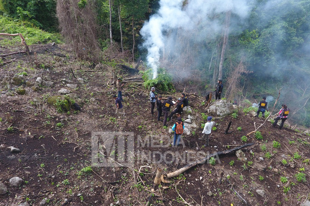 Ribuan tanaman ganja dimusnahkan.