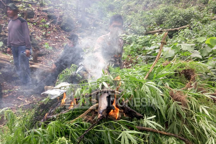 Ribuan tanaman ganja dimusnahkan.