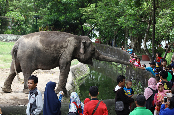 Pengunjung melihat gajah di Kebun Binatang Gembira Loka, DI Yogyakarta.
