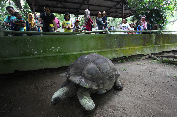 Pengunjung melihat kura-kura di Kebun Binatang Gembira Loka, DI Yogyakarta.