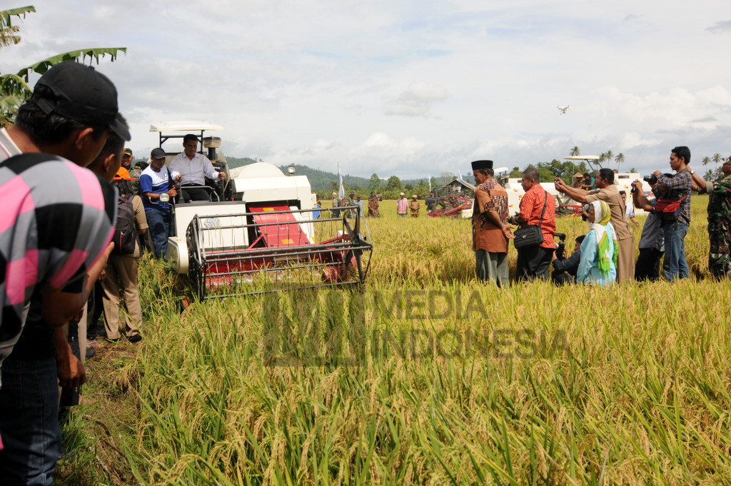 Menteri Pertanian Panen Raya Padi di Poso