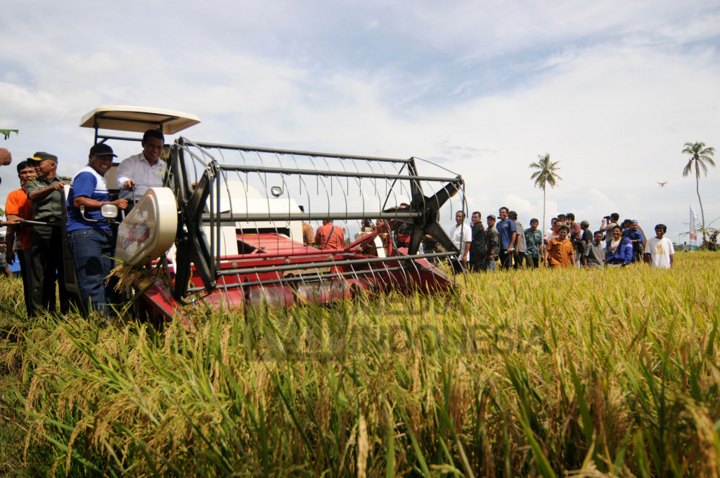 Menteri Pertanian Panen Raya Padi di Poso