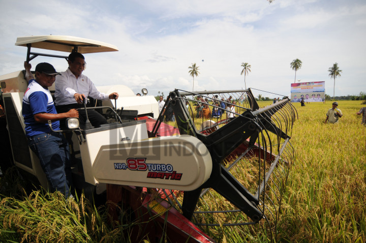 Menteri Pertanian Panen Raya Padi di Poso