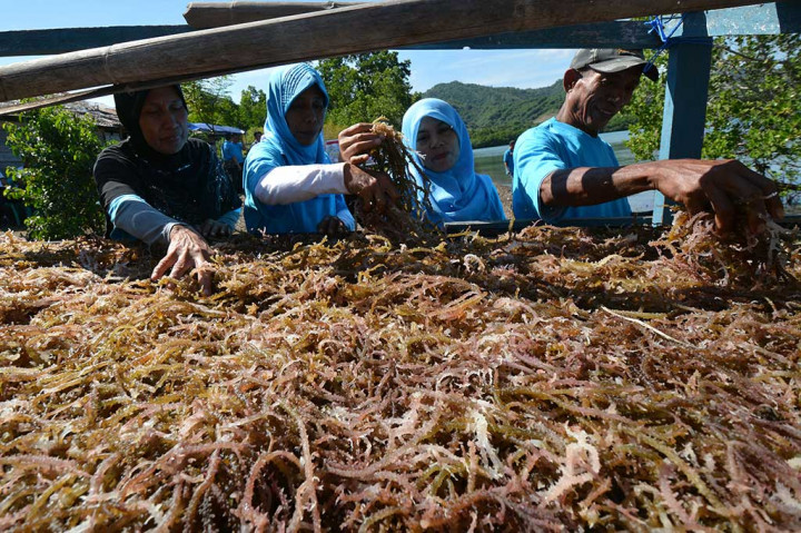 Keluarga petani menjemur rumput laut hasil panen di Desa Kabonga Besar, Donggala.