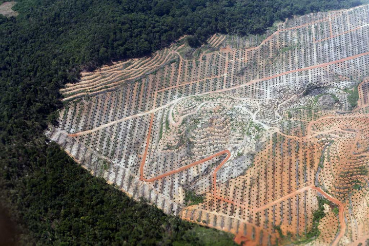 Pemerintah Rancang Aturan Moratorium Perkebunan Sawit