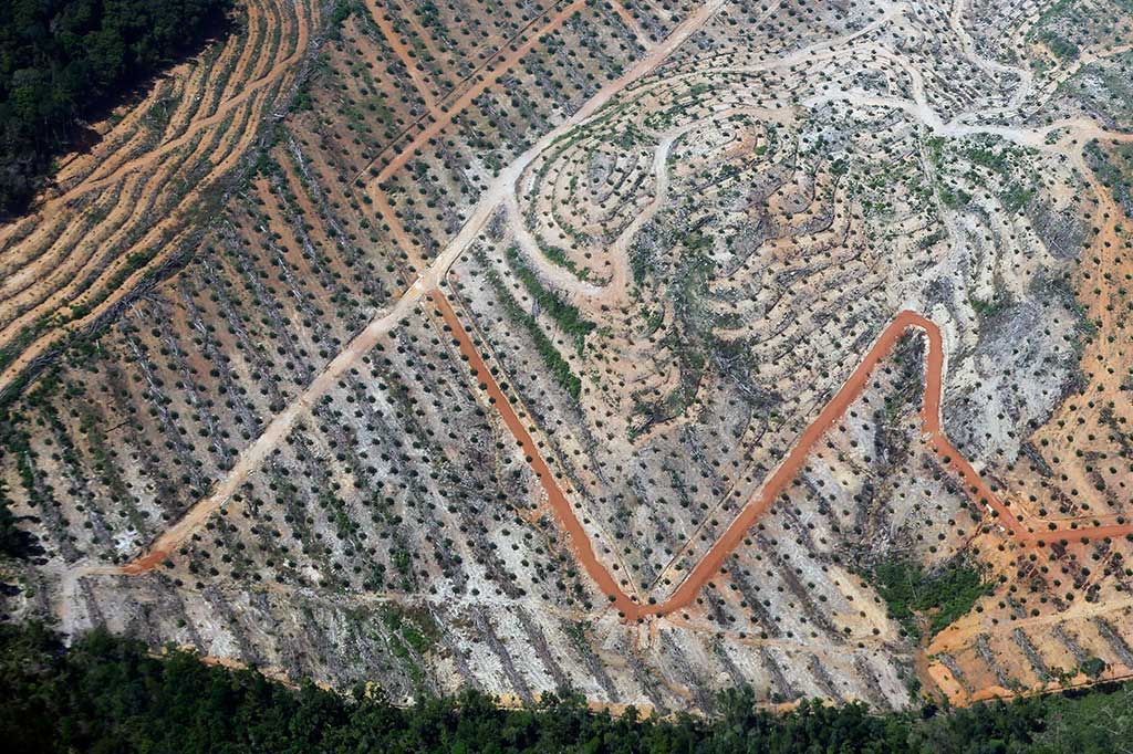 Pemerintah Rancang Aturan Moratorium Perkebunan Sawit