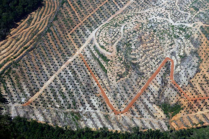 Pemerintah Rancang Aturan Moratorium Perkebunan Sawit