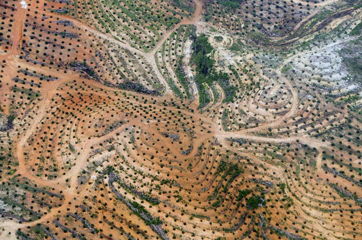 Pemerintah Rancang Aturan Moratorium Perkebunan Sawit