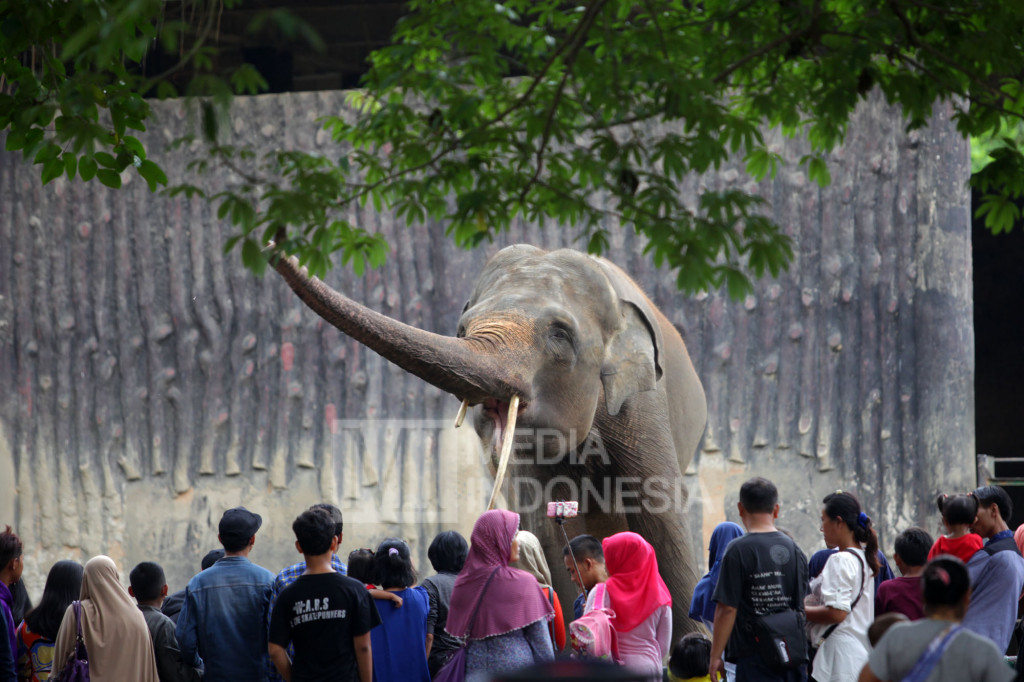 Pengunjung melihat gajah di Taman Marga Satwa Ragunan, Jakarta.