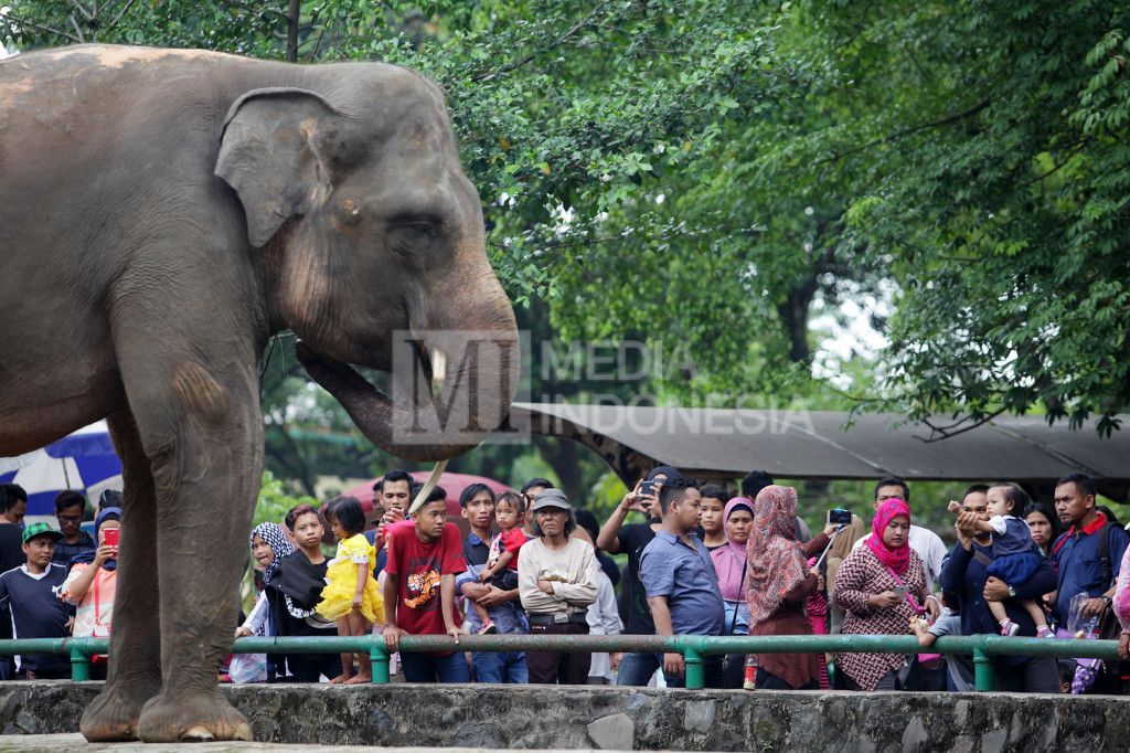 Pengunjung melihat gajah di Taman Marga Satwa Ragunan, Jakarta.
