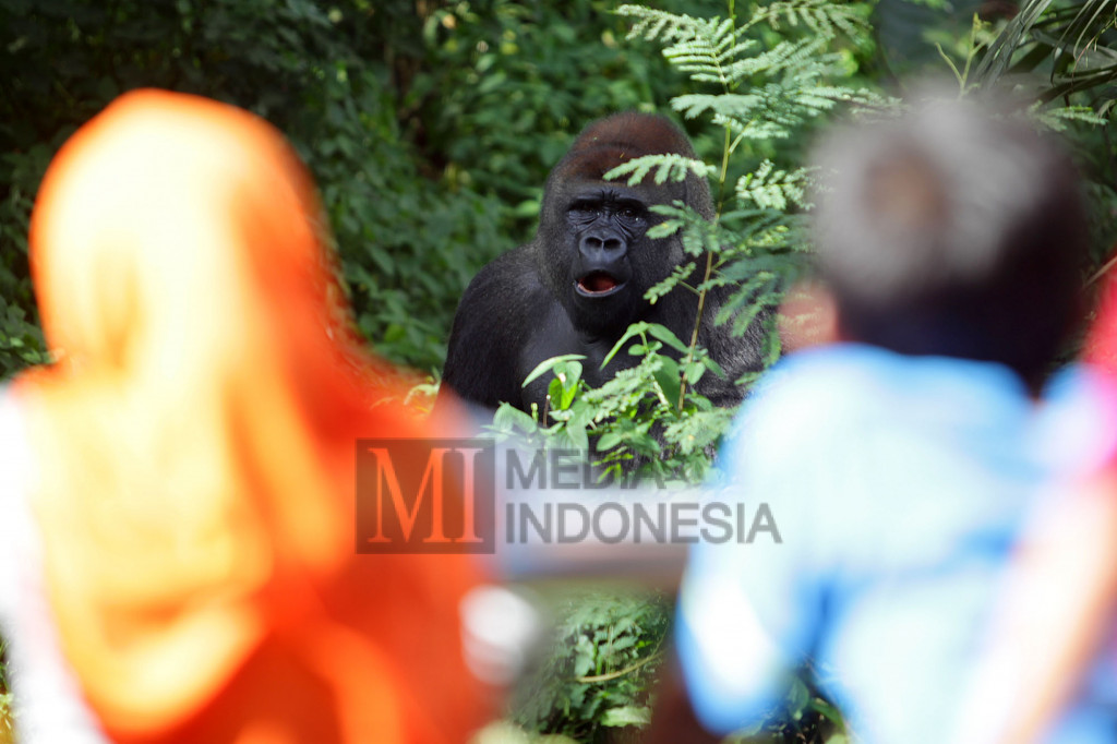 Pengunjung melihat gorila di Taman Marga Satwa Ragunan, Jakarta.