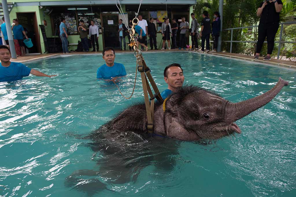 'Clear Sky', bayi gajah berusia enam bulan menjalani sesi hidroterapi di sebuah klinik hewan di Provinsi Chonburi, Thailand, Kamis.