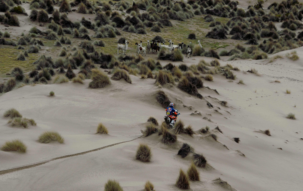 Sekelompok llama 'menonton' Matthias Walkner memacu KTM. Llama adalah kerabat unta dan merupakan hewan endemik pegunungan Andes, Amerika Selatan. 