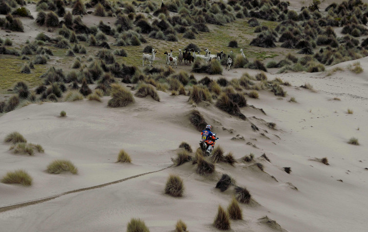 Sekelompok llama 'menonton' Matthias Walkner memacu KTM. Llama adalah kerabat unta dan merupakan hewan endemik pegunungan Andes, Amerika Selatan. 