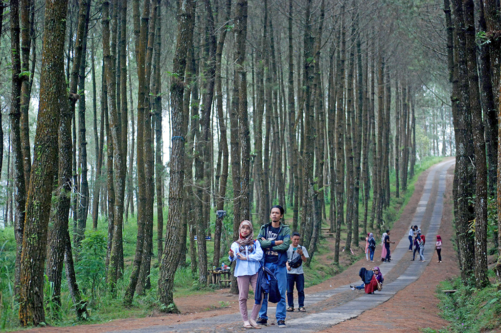Sejumlah wisatawan mengunjungi Hutan Pinus Kragilan di Pakis, Kabupaten Magelang, Jawa Tengah.