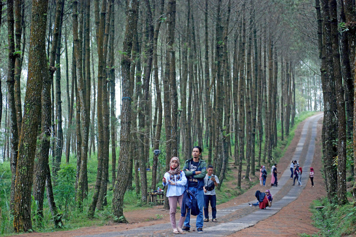 Sejumlah wisatawan mengunjungi Hutan Pinus Kragilan di Pakis, Kabupaten Magelang, Jawa Tengah.