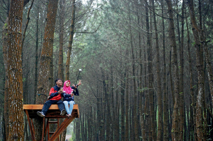 Wisatawan befoto di Hutan Pinus Kragilan, Pakis, Kabupaten Magelang, Jawa Tengah.