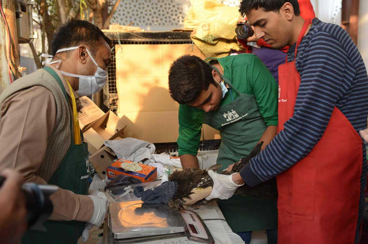 Relawan India melakukan perawatan pertama terhadap burung yang terluka akibat senar gelasan, sebelum dirawat di Jivdaya Charitable Trust, Ahmedabad, Minggu. 