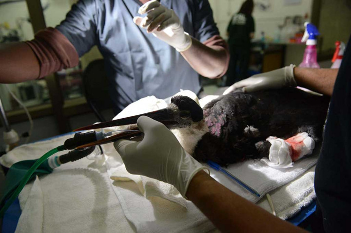 Dokter hewan India merawat burung bangau wollyneck yang terluka oleh senar gelasan layang-layang.