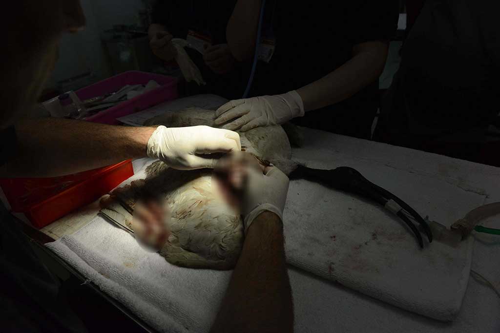 Dokter hewan dari Inggris dan Amerika Serikat mengobati ibis putih yang terluka oleh tali layang-layang.