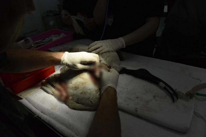 Dokter hewan dari Inggris dan Amerika Serikat mengobati ibis putih yang terluka oleh tali layang-layang.