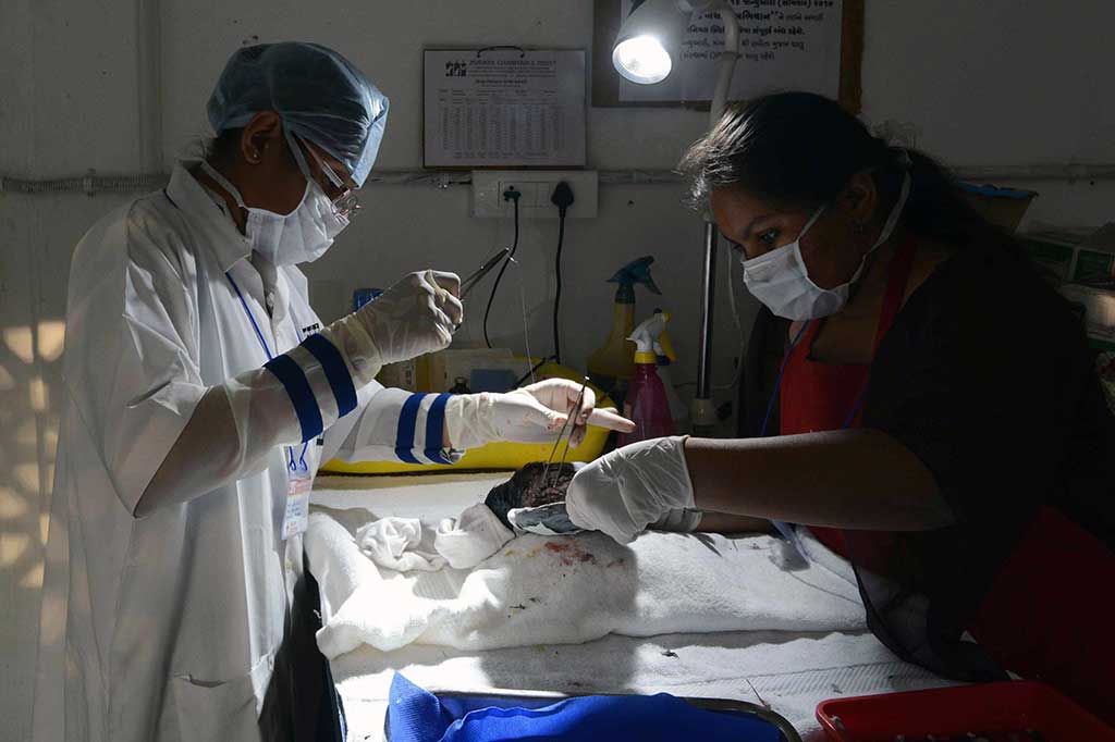 Dokter hewan India mengobati merpati yang terluka oleh tali layang-layang.