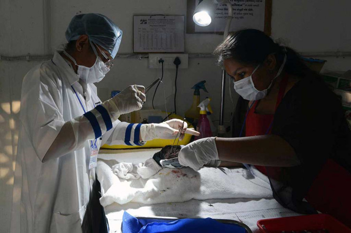 Dokter hewan India mengobati merpati yang terluka oleh tali layang-layang.